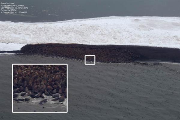 Снимок острова моржей в Чукотском море вблизи северных берегов Аляски, сделанный с самолета NOAA 27 сентября 2013 г. Согласно оценке специалистов, на небольшом участке пляжа острова насчитывается около 10 тысяч животных. Все черное — это моржи. Для наглядности приведен участок пляжа в увеличенном виде. Pgoto Courtesy: Stan Churches / NOAA